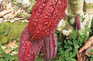 Los 19.000 sembr&iacute;os de cacao en Azuay ya rinden sus primeros frutos