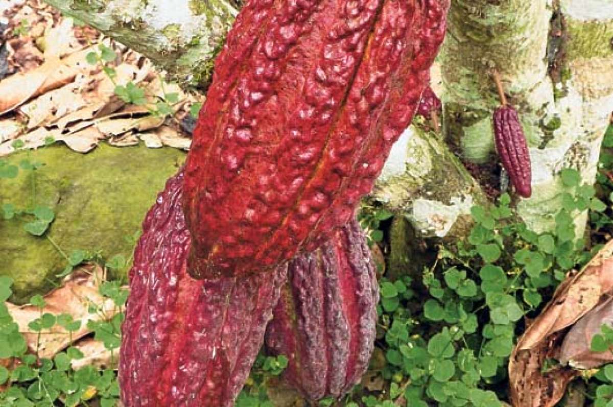Los 19.000 sembr&iacute;os de cacao en Azuay ya rinden sus primeros frutos