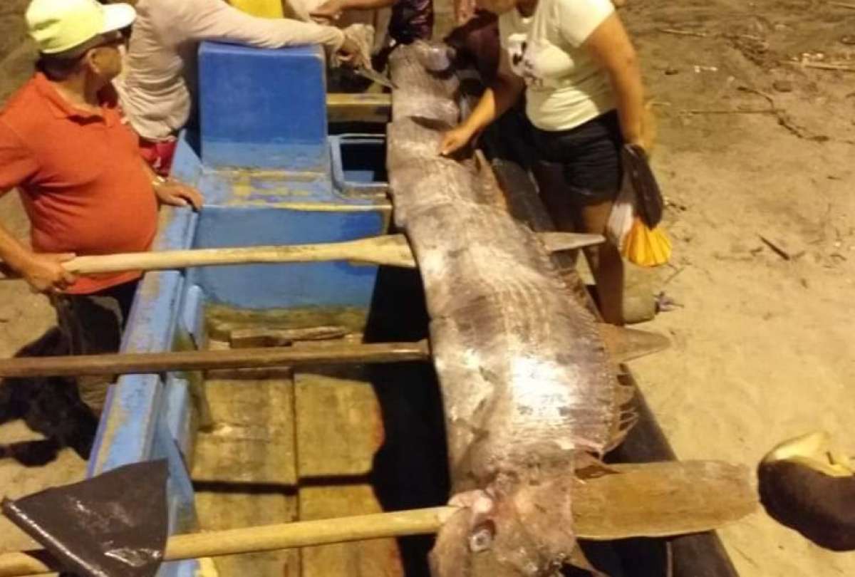 Un ejemplar de pez remo fue capturado por pescadores en las costas de Esmeraldas. 