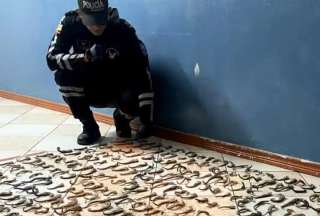 Policía Nacional decomisó 2.970 caballitos de mar en Carchi
