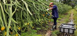 Jap&oacute;n es uno de los pa&iacute;ses hacia donde los productores desean exportar sus cosechas, pues all&iacute; existe mucha demanda de la fruta.