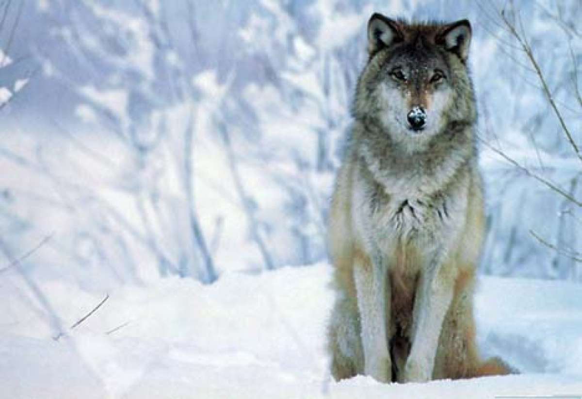 Un lobo aparece en la villa ol&iacute;mpica en Sochi (VIDEO) 