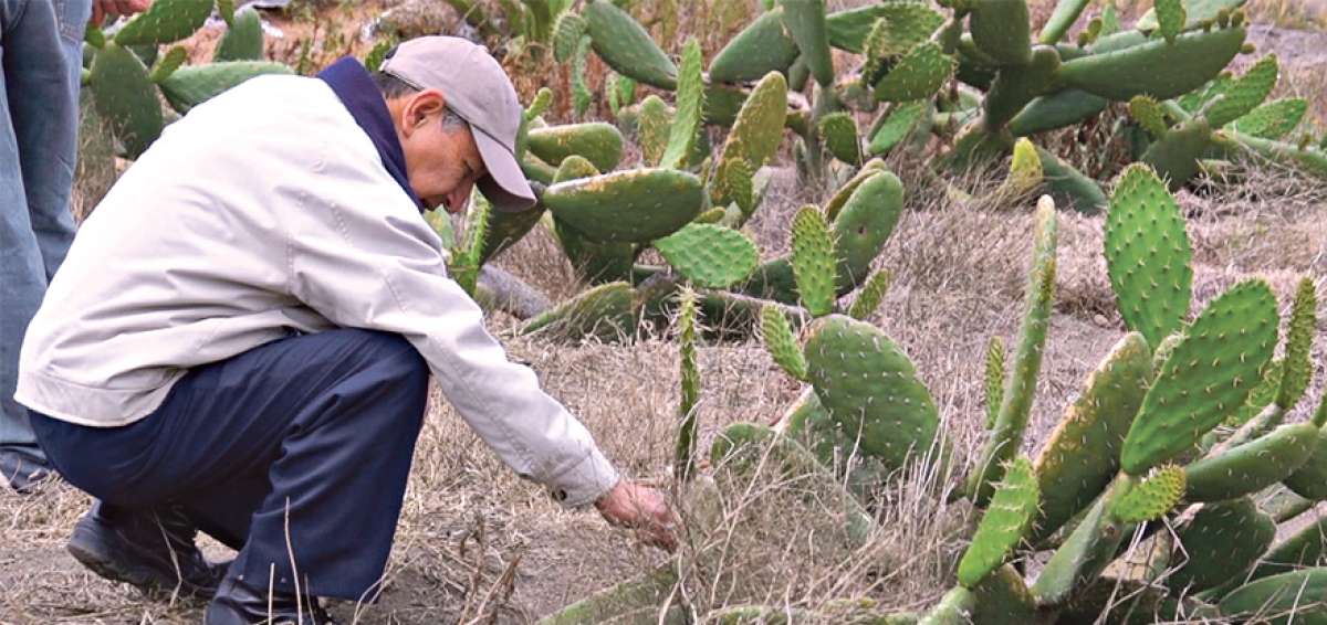 En estos sectores del cant&oacute;n Guano no hay sistemas de riego, por lo que la tuna se adapta a la falta de agua.