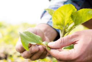 Más de mil productores reciben bono del Gobierno para enfrentar crisis agroproductiva