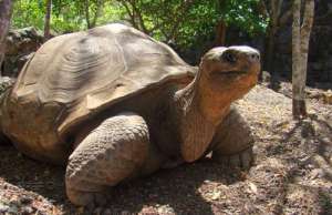 Las posibles causas de la muerte ser&aacute;n informadas en el transcurso del d&iacute;a. Foto: Archivo / Parque Nacional Gal&aacute;pagos 