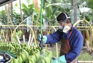 En la ley se establecen sanciones por exportación de banano sin aprobación 