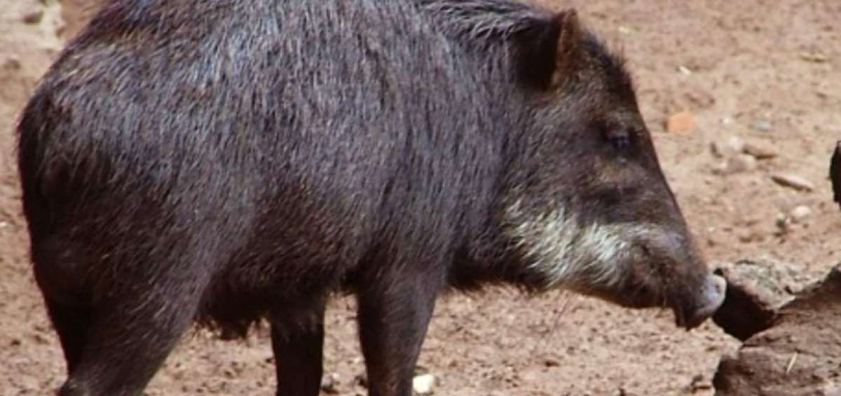 El pecar&iacute; de labio blanco es una de las especies en riesgo de extinci&oacute;n en la Amazon&iacute;a ecuatoriana.