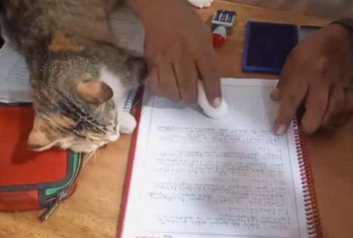 El profesor que sell&oacute; tareas con la patita de su gato y conquist&oacute; las redes