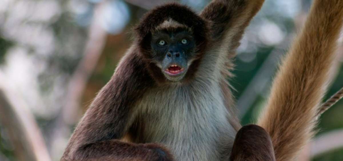Organizaciones acad&eacute;micas, ambientalistas y p&uacute;blicas implementar&aacute;n un plan de acci&oacute;n para evitar que desaparezcan los primates en Ecuador.