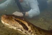 El video muestra una anaconda gigante hallada en Brasil. 
