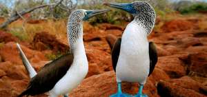 Islas Gal&aacute;pagos, entre los mejores sitios para vacacionar en primavera