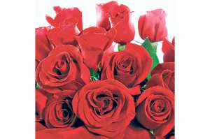 Los floricultores concretaron ventas a largo plazo por  $ 3 millones a China