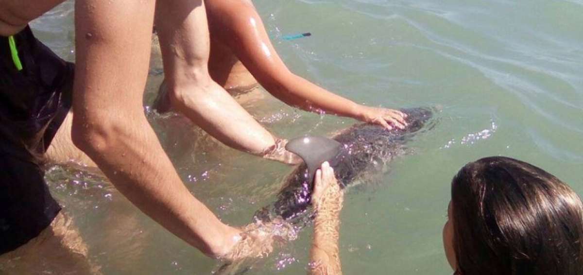 El delf&iacute;n, una peque&ntilde;a hembra, qued&oacute; encallado el s&aacute;bado en esta concurrida playa en el Mediterr&aacute;neo.