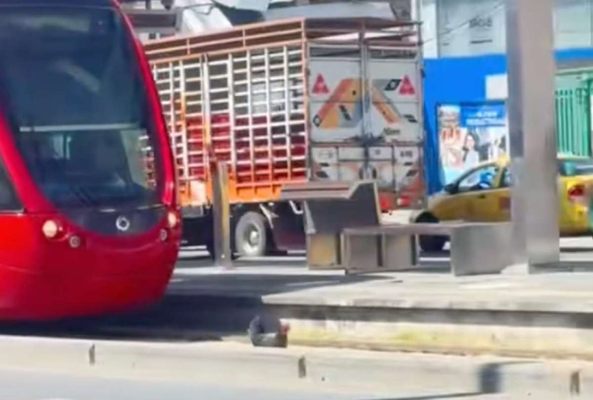 Una gallina paraliz&oacute; el tr&aacute;fico en la ruta del Tranv&iacute;a de Cuenca