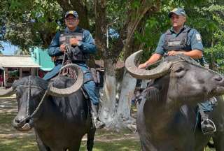 El batallón de la Policía Militarizada en Marajó, Brasil, se moviliza en búfalos para cumplir con sus actividades