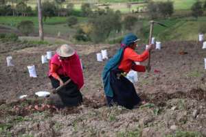 Los ind&iacute;genas viven de la agricultura y no pueden paralizar sus actividades en Chimborazo. Foto: Cortes&iacute;a