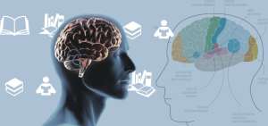 La neuroeducaci&oacute;n: el encuentro de las ciencias con la escuela