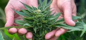 Cannabis, esa mala palabra...