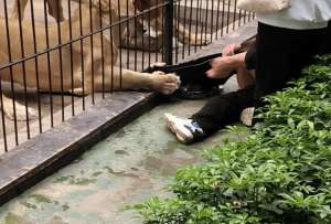 Una ni&ntilde;a fue atacada por una leona en un zool&oacute;gico de China.