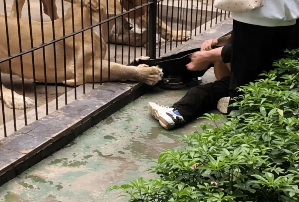 Una ni&ntilde;a fue atacada por una leona en un zool&oacute;gico de China.