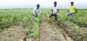 Los 115 socios de la Cooperativa Agr&iacute;cola La Indiana fueron beneficiados por el Estado con m&aacute;s de 500 hect&aacute;reas. All&iacute; siembran ma&iacute;z, ca&ntilde;a, cacao y pl&aacute;tano.