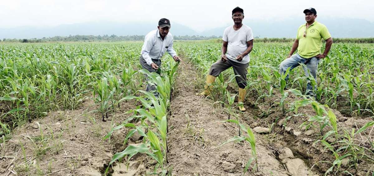 Los 115 socios de la Cooperativa Agr&iacute;cola La Indiana fueron beneficiados por el Estado con m&aacute;s de 500 hect&aacute;reas. All&iacute; siembran ma&iacute;z, ca&ntilde;a, cacao y pl&aacute;tano.