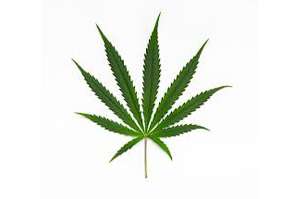 La marihuana, veneno para el cerebro adolescente