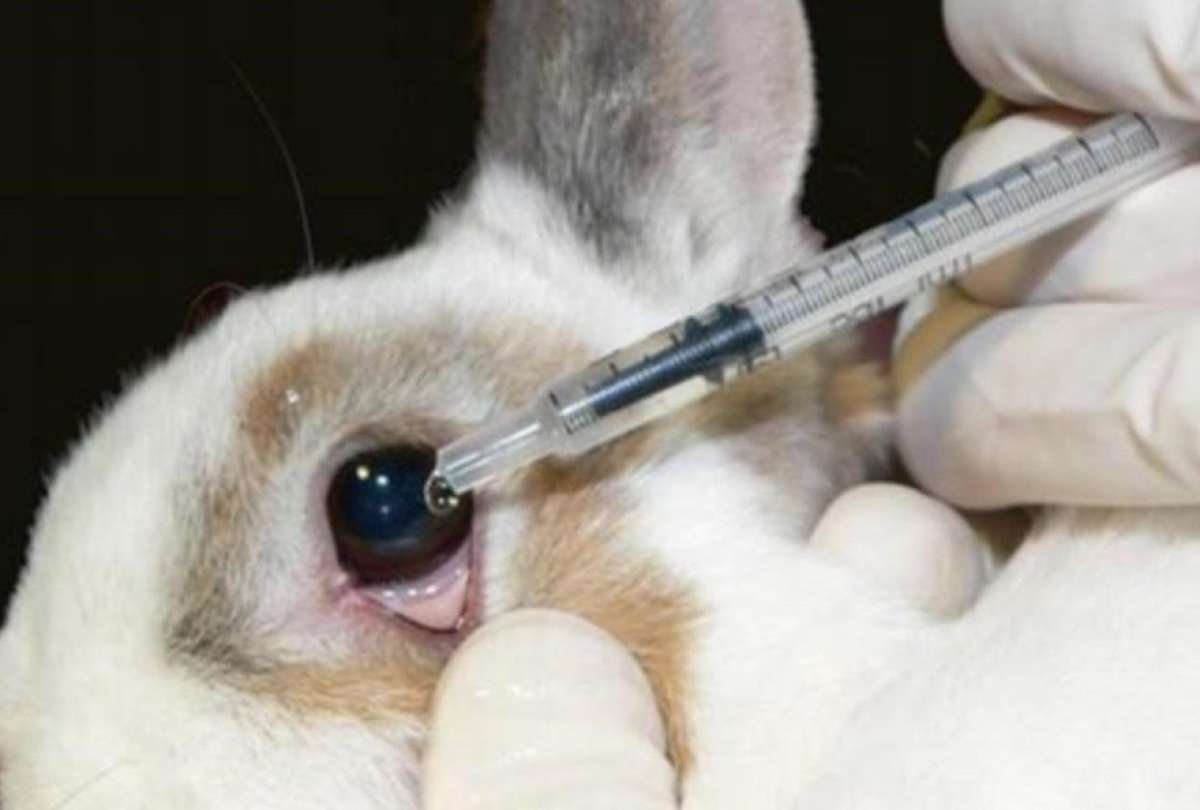 Colombia, Ecuador, México, Australia, el Reino Unido y Corea del Sur también han aprobado leyes contra la experimentación animal