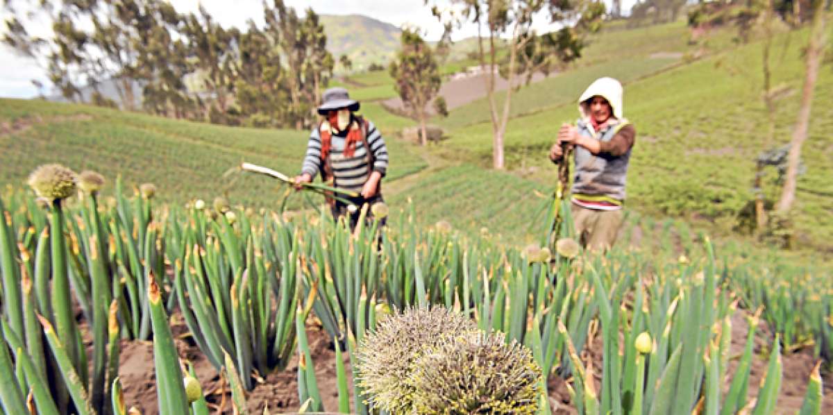 La forma de la hoja de la cebolla impide que la ceniza se acumule y destruya la producci&oacute;n. Foto: Roberto Ch&aacute;vez / El Tel&eacute;grafo