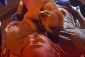 Un perrito se volvi&oacute; viral al permanecer junto a su due&ntilde;o en medio de un accidente.