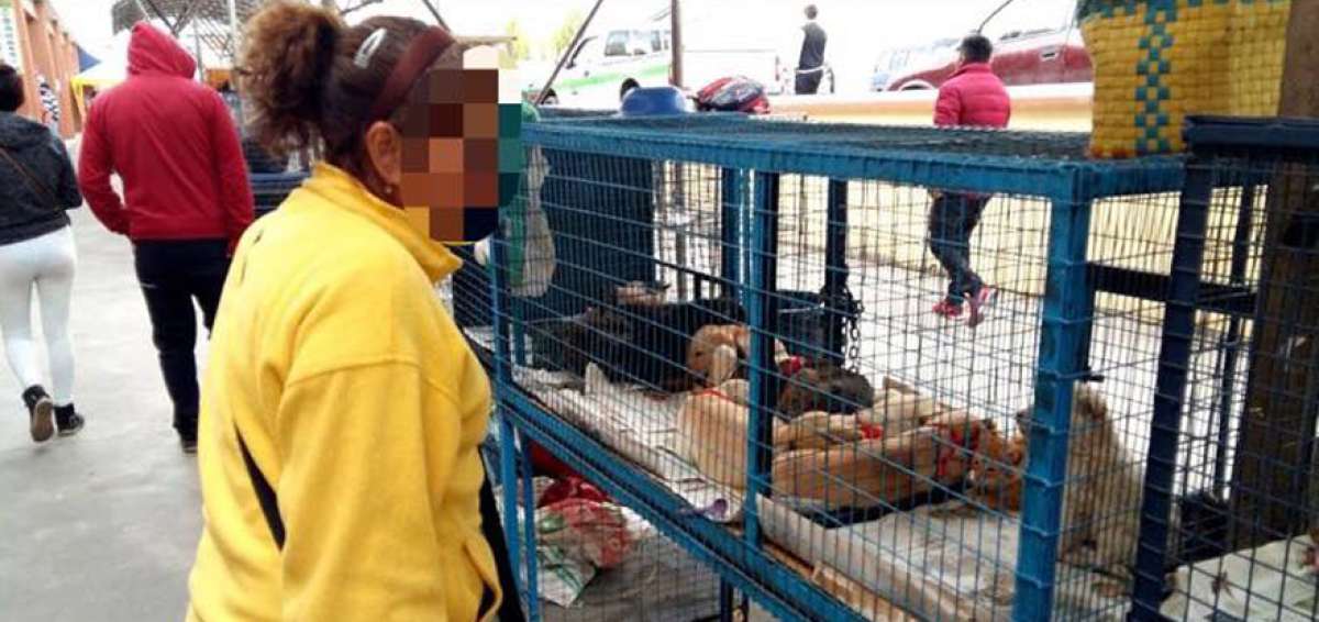 En el mercado Am&eacute;rica se han contabilizado hasta 300 comerciantes de mascotas de diferentes sectores del pa&iacute;s. En el sitio se abandonan cachorros.