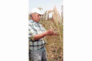 Los agricultores se interesan en sembrar quinua, porque es un producto tradicional y con un mercado seguro. Carlos Jim&eacute;nez / El Tel&eacute;grafo