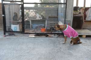Algunos refugios son visitados por personas que llevan alimentos a los animales y apoyan el objetivo. Foto: Archivo