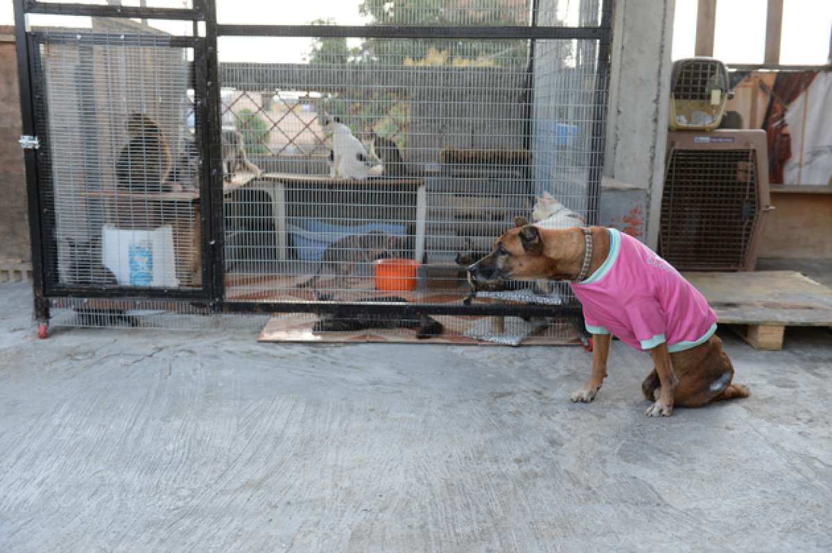 Algunos refugios son visitados por personas que llevan alimentos a los animales y apoyan el objetivo. Foto: Archivo
