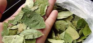 La hoja de coca, seg&uacute;n productores, es una planta que previene desde la obesidad hasta el mal de altura. En regiones andinas es m&aacute;s consumida. 