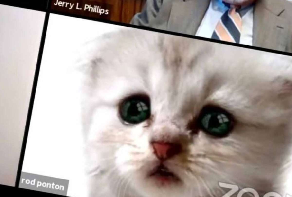 Error en Zoom convierte a abogado en “gatito” durante audiencia judicial