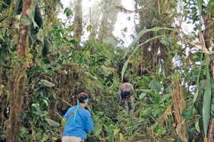 1.	Las orqu&iacute;deas son la atracci&oacute;n principal de El Pahuma. Los microclimas favorecen su crecimiento.