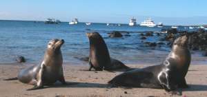 Los lobos marinos son una de las especies emblem&aacute;ticas del Archipi&eacute;lago.