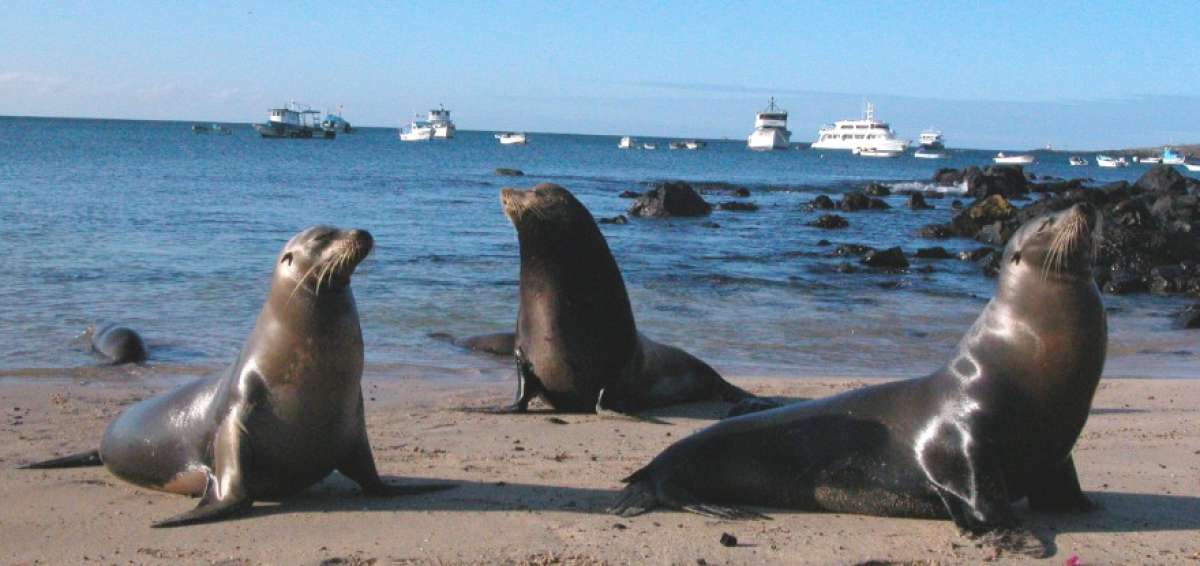 Los lobos marinos son una de las especies emblem&aacute;ticas del Archipi&eacute;lago.