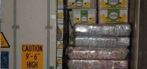 En un contenedor cargado de banano los canes de Antinarc&oacute;ticos hallaron 445 kilos de coca&iacute;na. Los narcos utilizaron el gancho ciego.