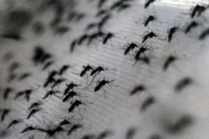 El mosquito Aedes aegypti es el transmisor del virus. Foto: AFP