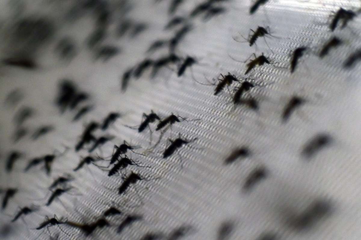 El mosquito Aedes aegypti es el transmisor del virus. Foto: AFP
