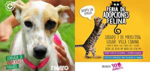 Agrupaciones realizar&aacute;n jornadas de adopci&oacute;n de perros y gatos rescatados del terremoto