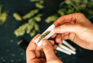 Argentina habilita su primer centro para producir cannabis medicinal