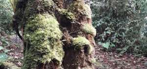 10 materiales ecol&oacute;gicos evitan el uso del musgo en los pesebres