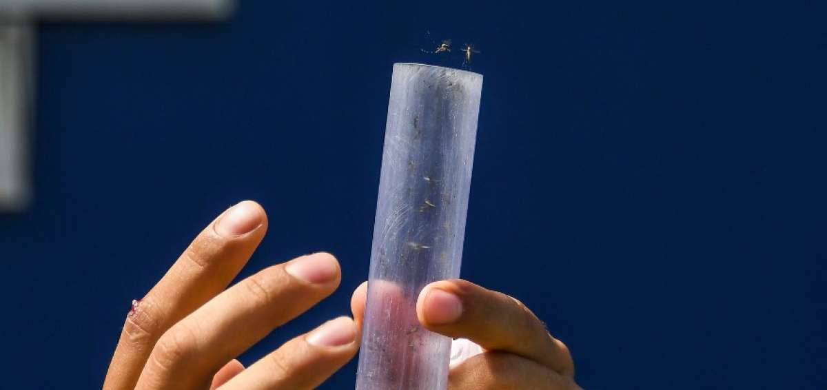 Lanzan millones de mosquitos con bacteria contra dengue y zika en R&iacute;o de Janeiro