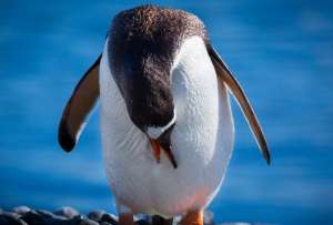Un pingüino fue el causante de un accidente de avión