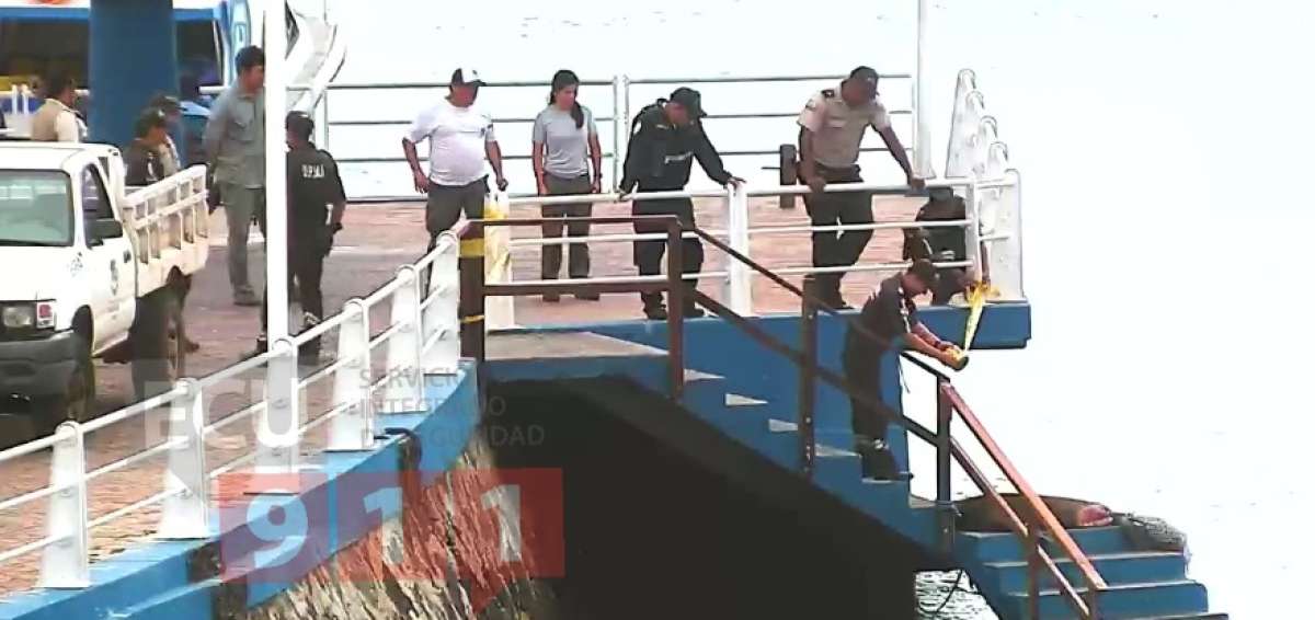 El lobo marino fue hallado en el muelle de carga de Santa Cruz.