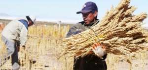 Pa&iacute;ses andinos acuerdan en Bolivia crear Centro de la Quinua