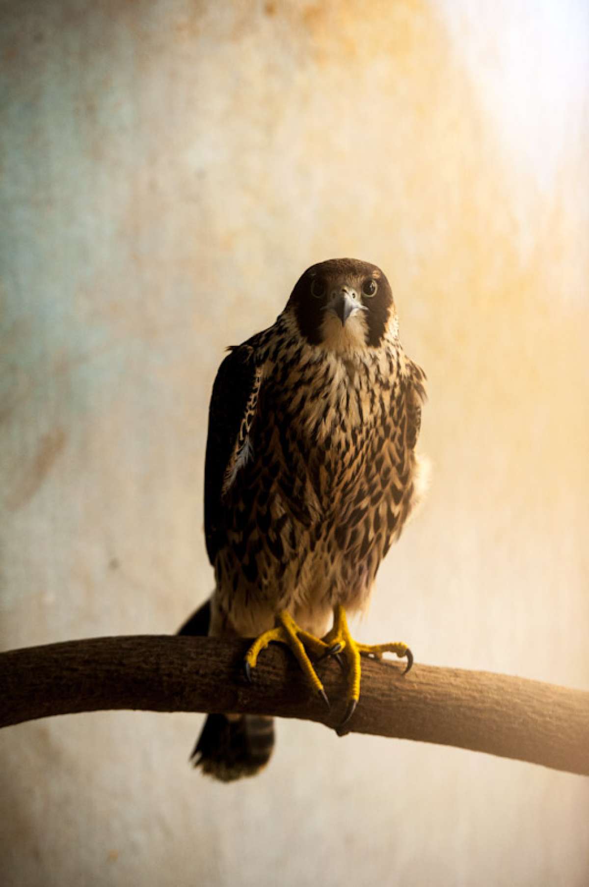 El halc&oacute;n peregrino vuela libre